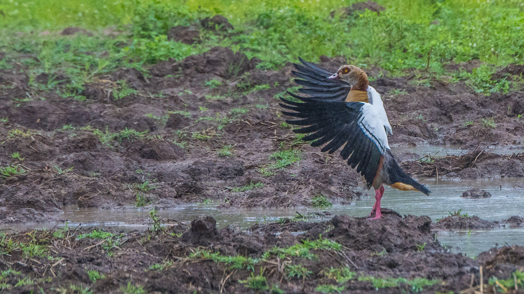 Nilgans