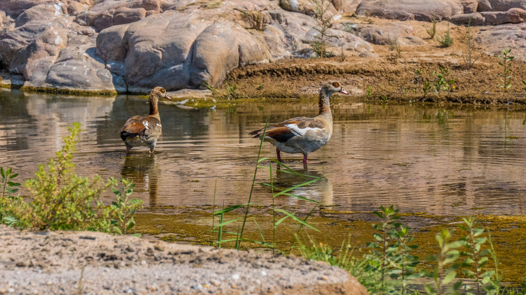 Nilgans (Alopochen aegyptiaca)