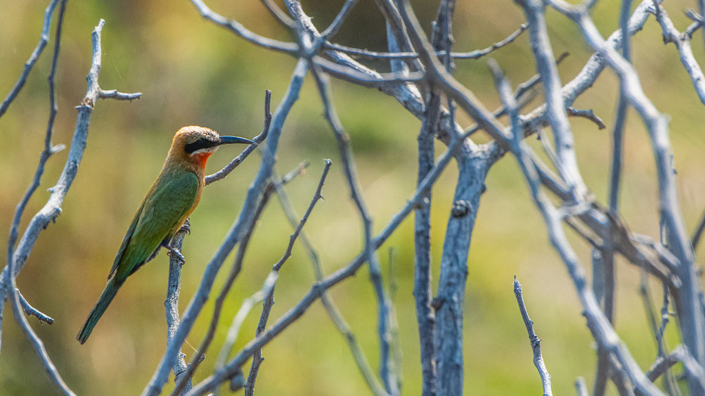 Weissstirnspint (Merops bullockoides)