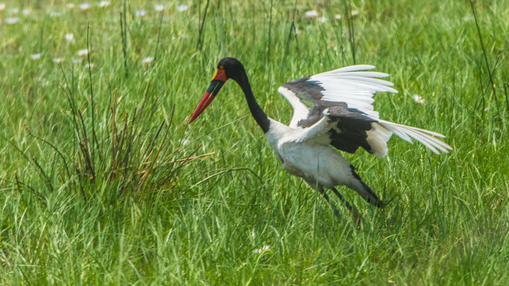Sattelstorch (Ephippiorhynchus senegalensis)