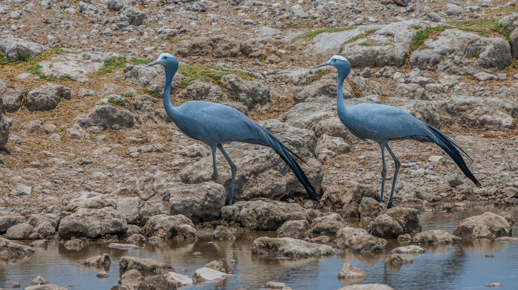 Paradieskranich (Grus paradiseus)