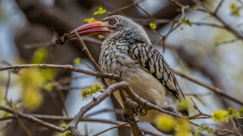Mopanetoko (Tockus rufirostris)