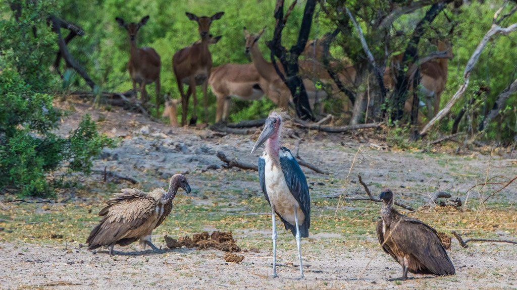Marabu und Weissrückengeier