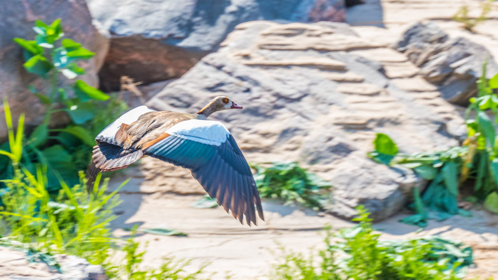 Nilgans