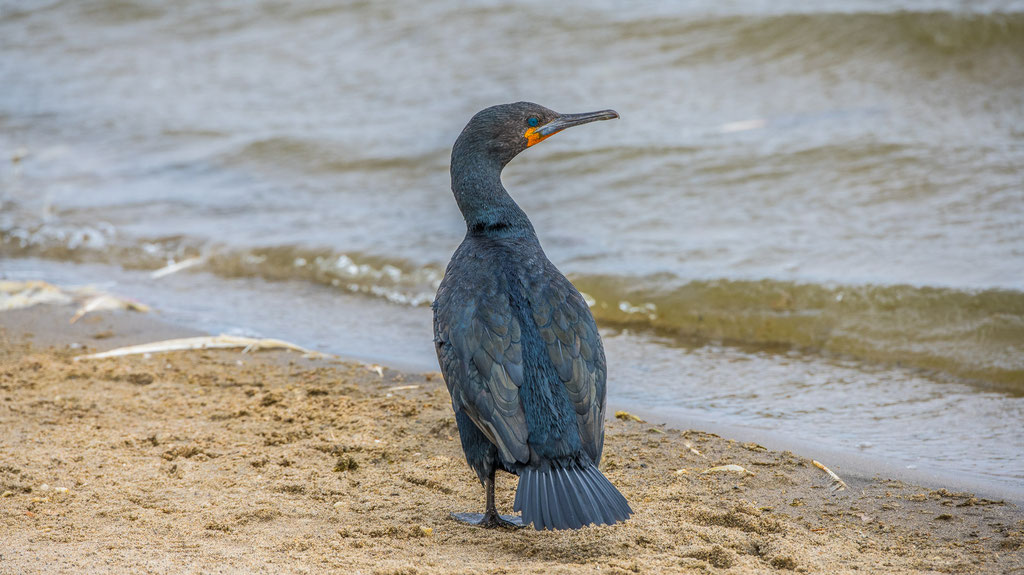 Kapscharbe (Phalacrocorax capensisi)