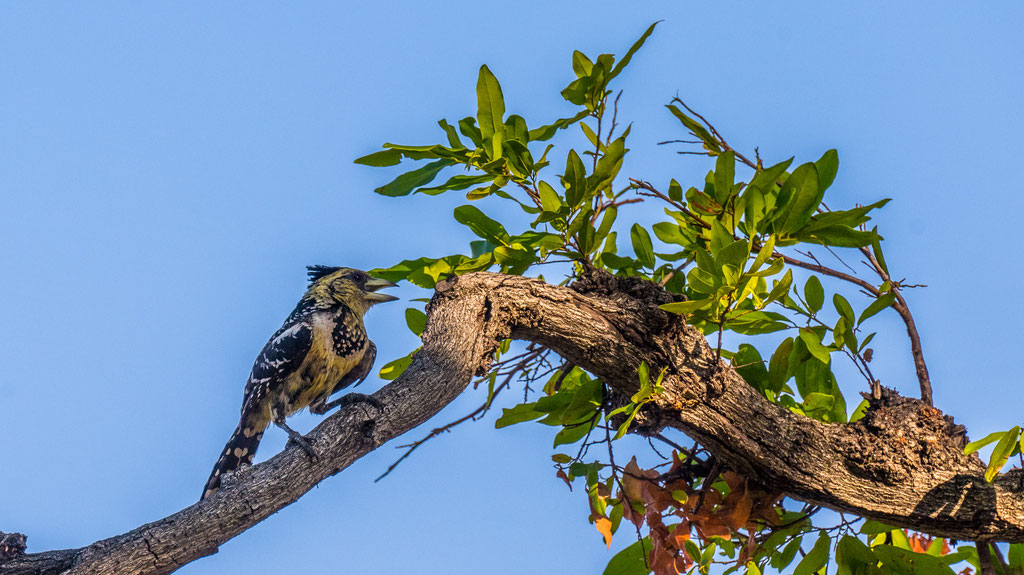 Haubenbartvogel 