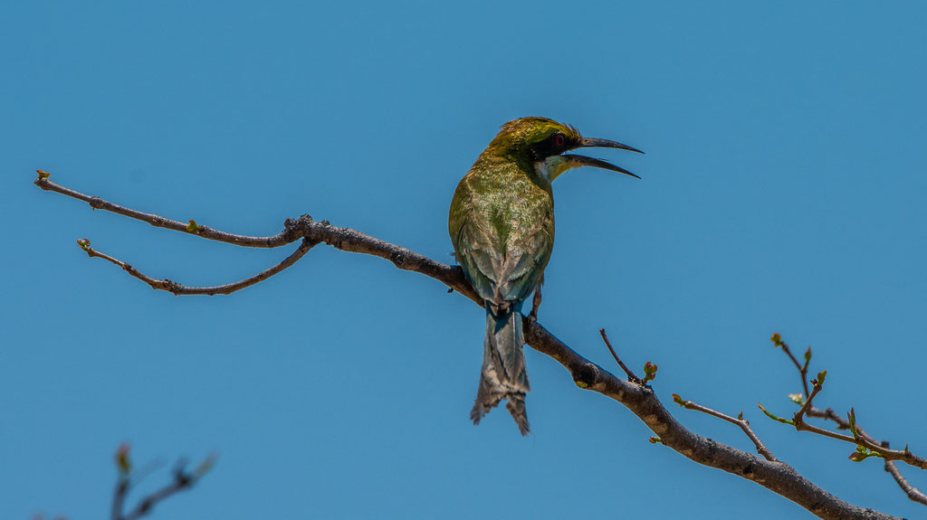 Schwalbenschwanzspint (Merops hirundineus)