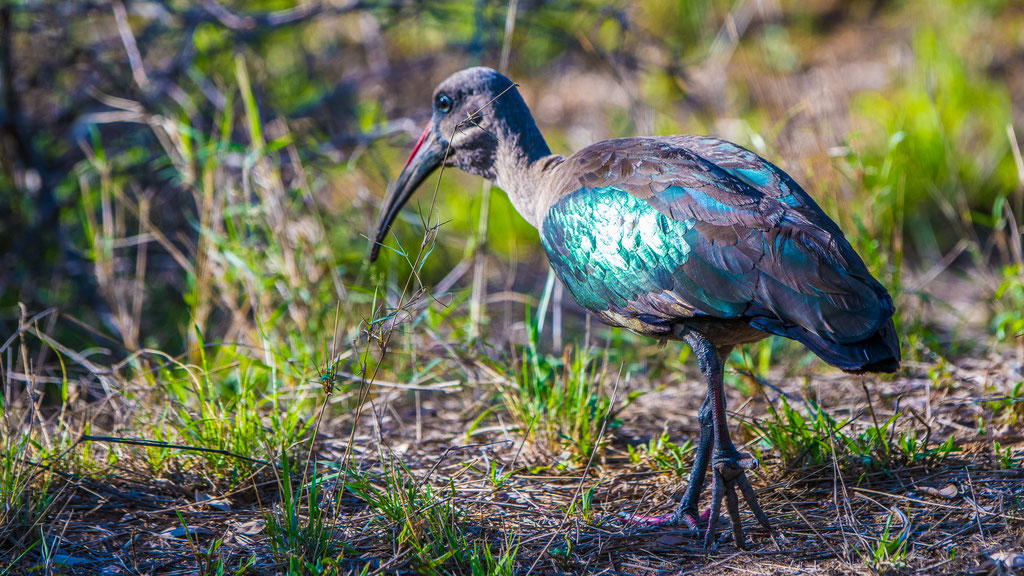 Hagedasch-Ibis