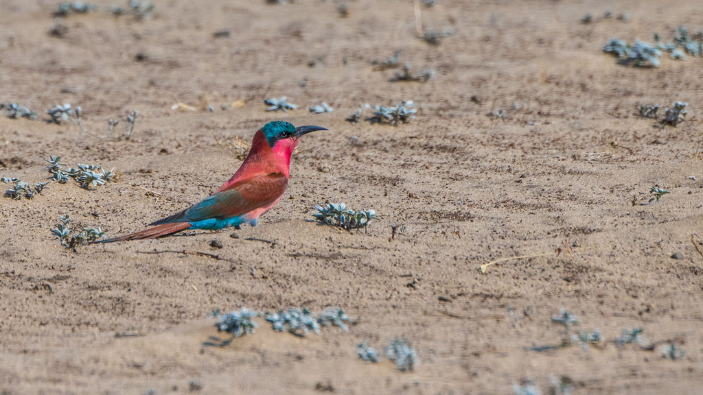 Scharlachspint (Merops nubicus)