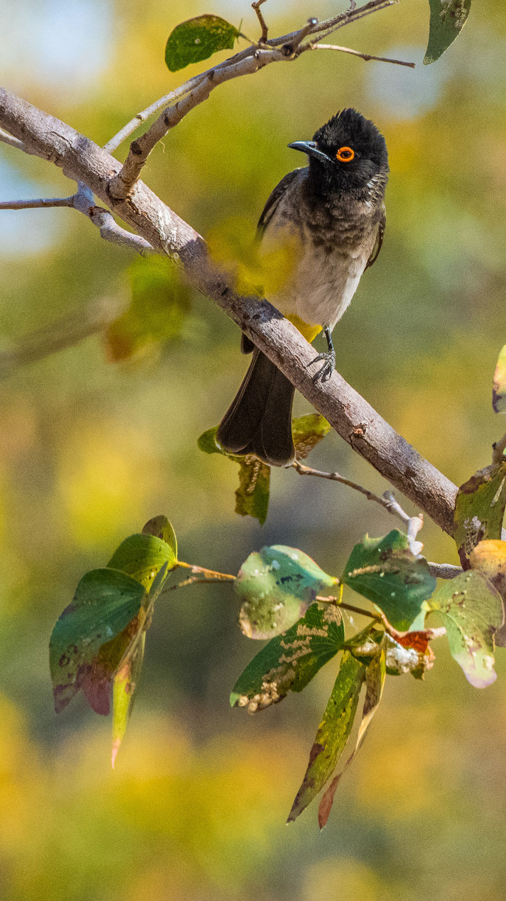 Feueraugenbülbül (Pycnonotus nigricans)