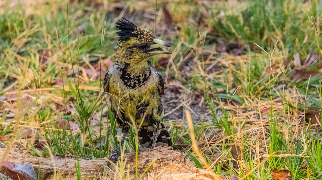 Haubenbartvogel (Trachyphonus vaillantii)