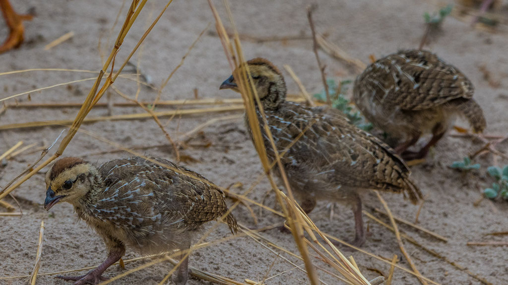 Schopffrankolin (Ortygornis sephaena)