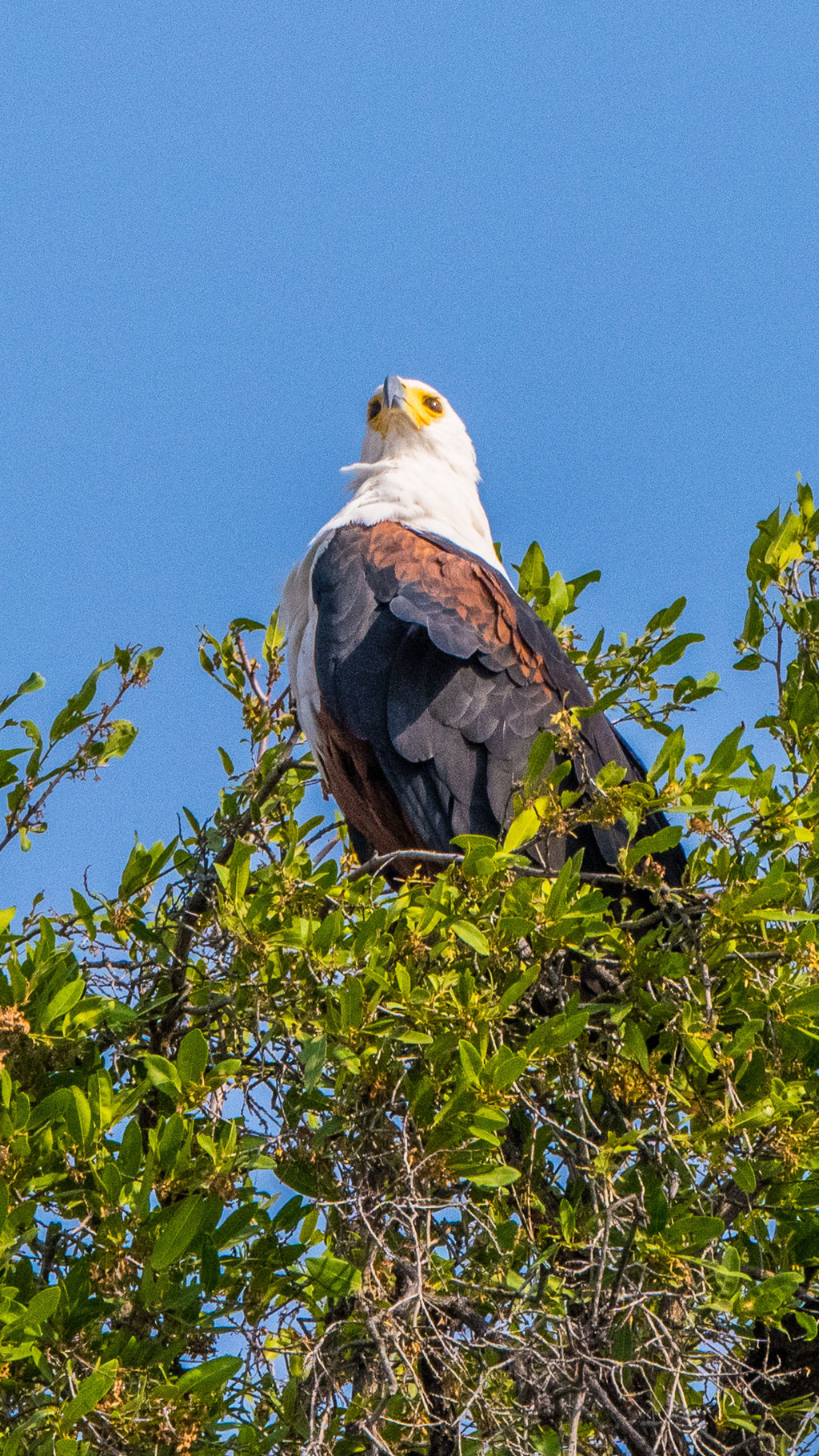 Schreiseeadler