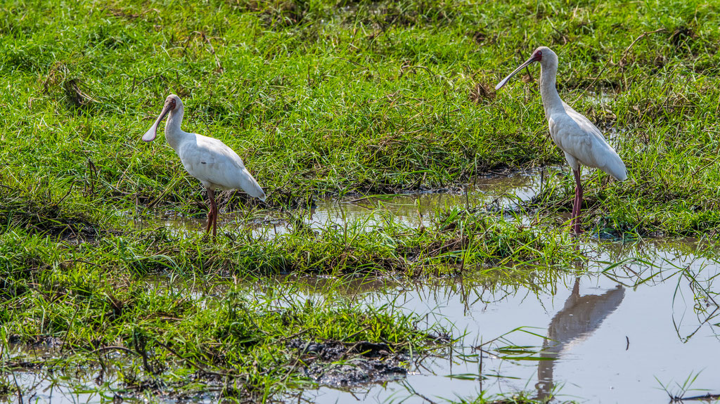 Rotgesichtslöffler (Platalea alba)