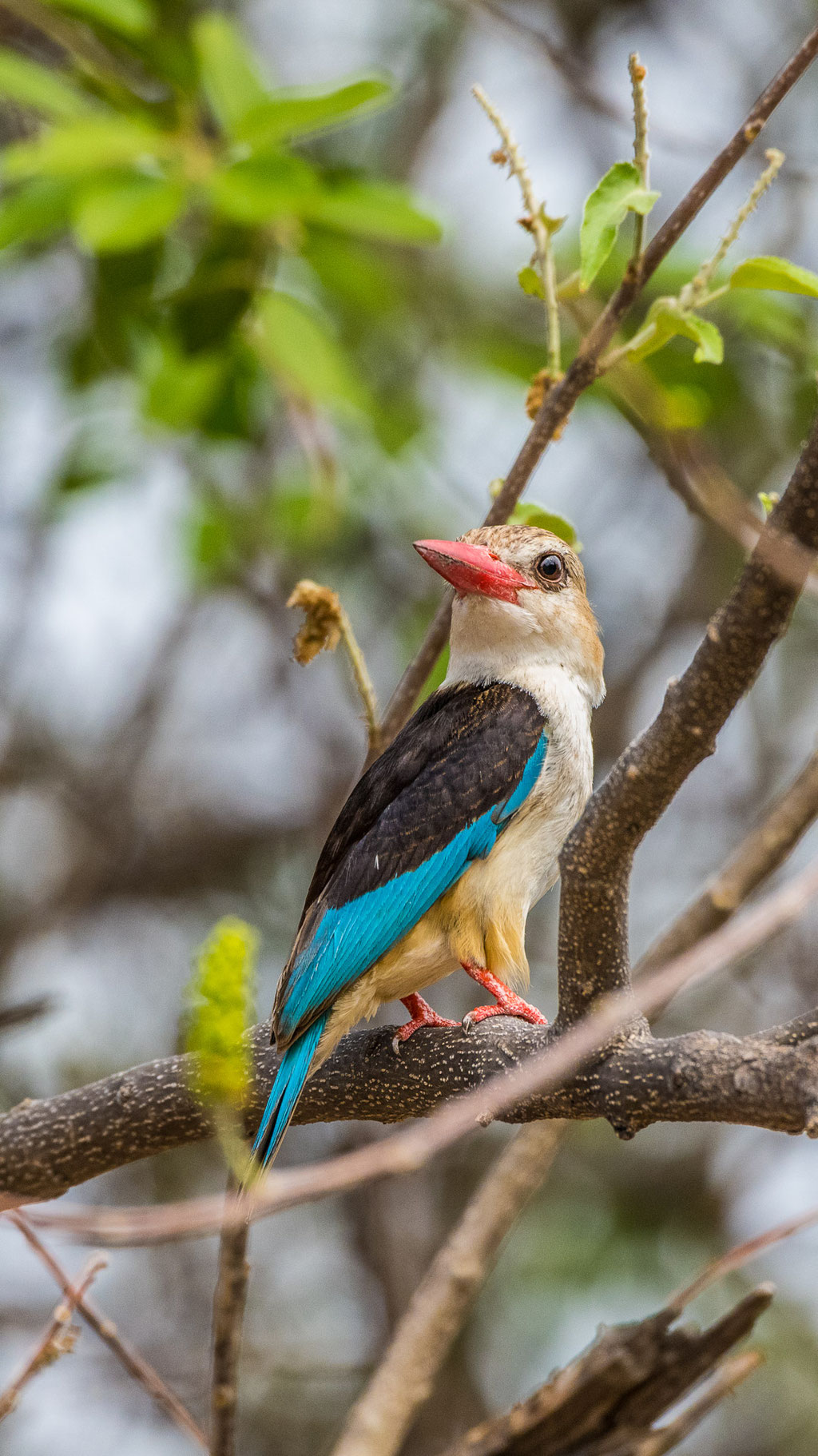 Braunkopfliest (Halcyon albiventris)