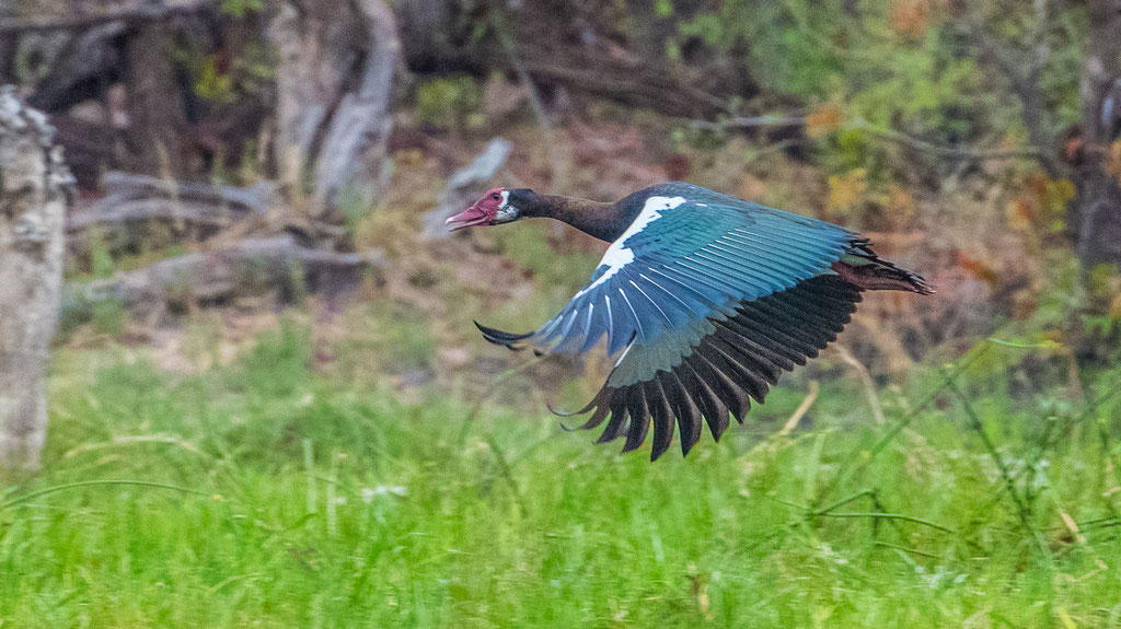 Sporngans (Plectropterus gambensis)