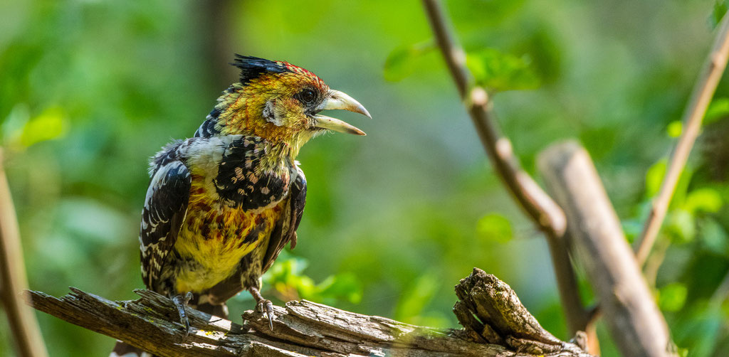 Haubenbartvogel