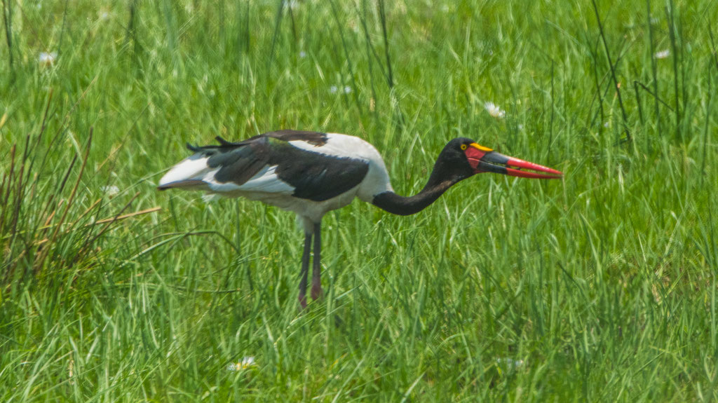 Sattelstorch