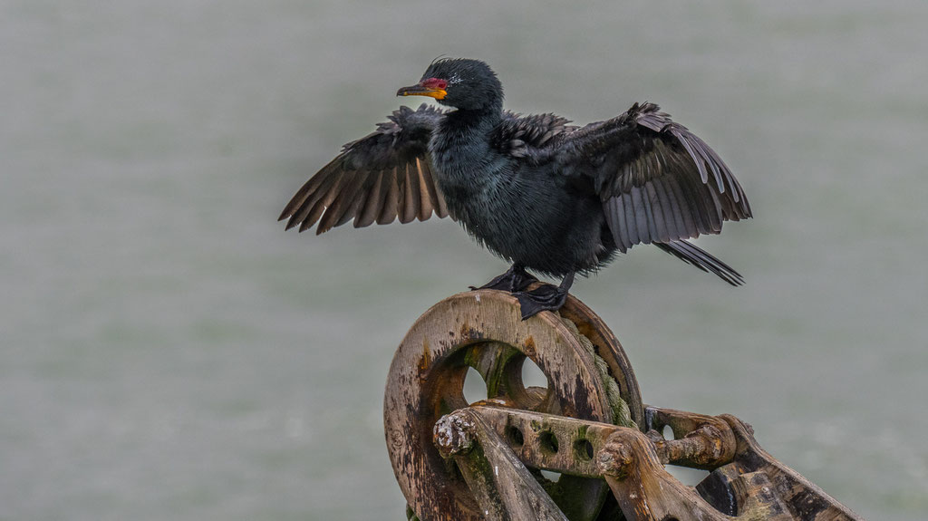 Kronenscharbe (Microcarbo coronatus)