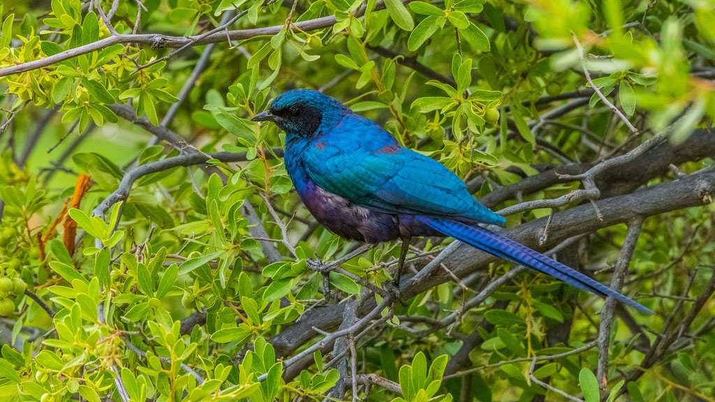 Mevesglanzstar (Lamprotornis mevesii)