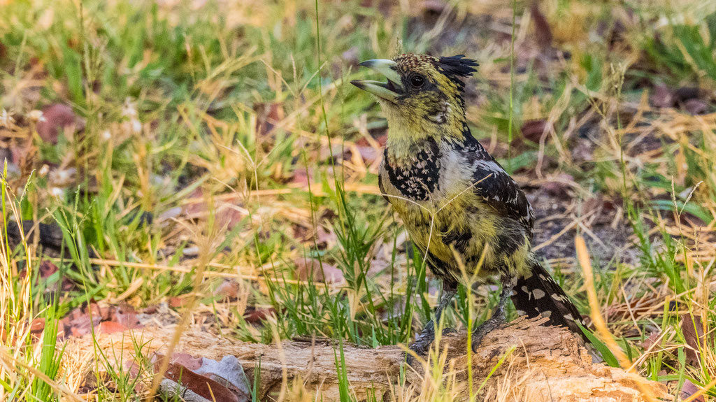Haubenbartvogel 