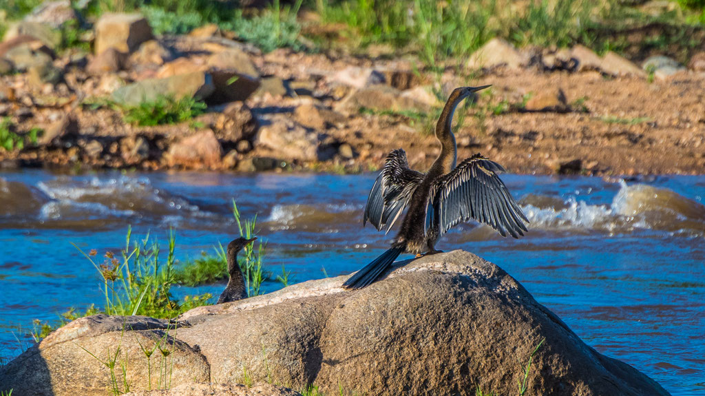 Schlangenhalsvogel