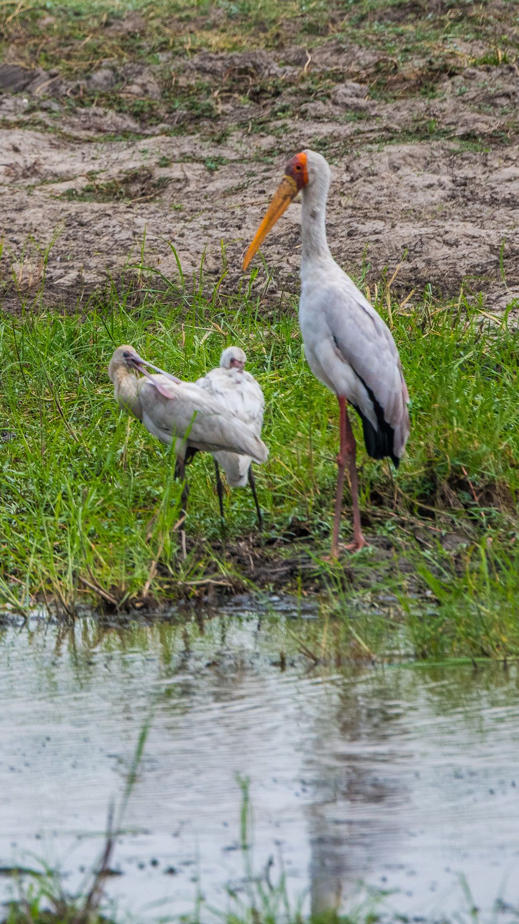 Nimmersatt und Löffelreiher