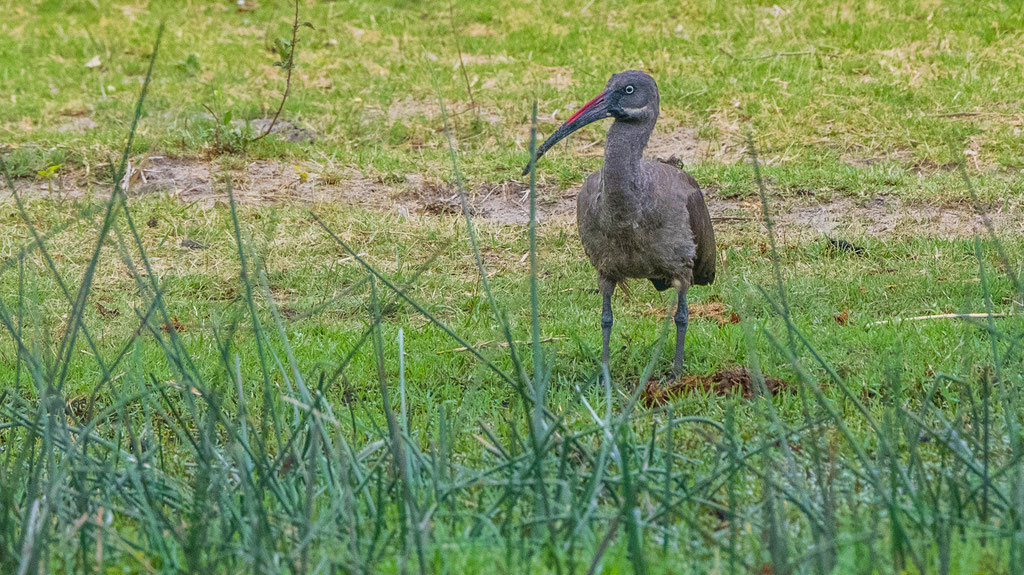 Hagedasch-Ibis (Bostrychia hagedash)