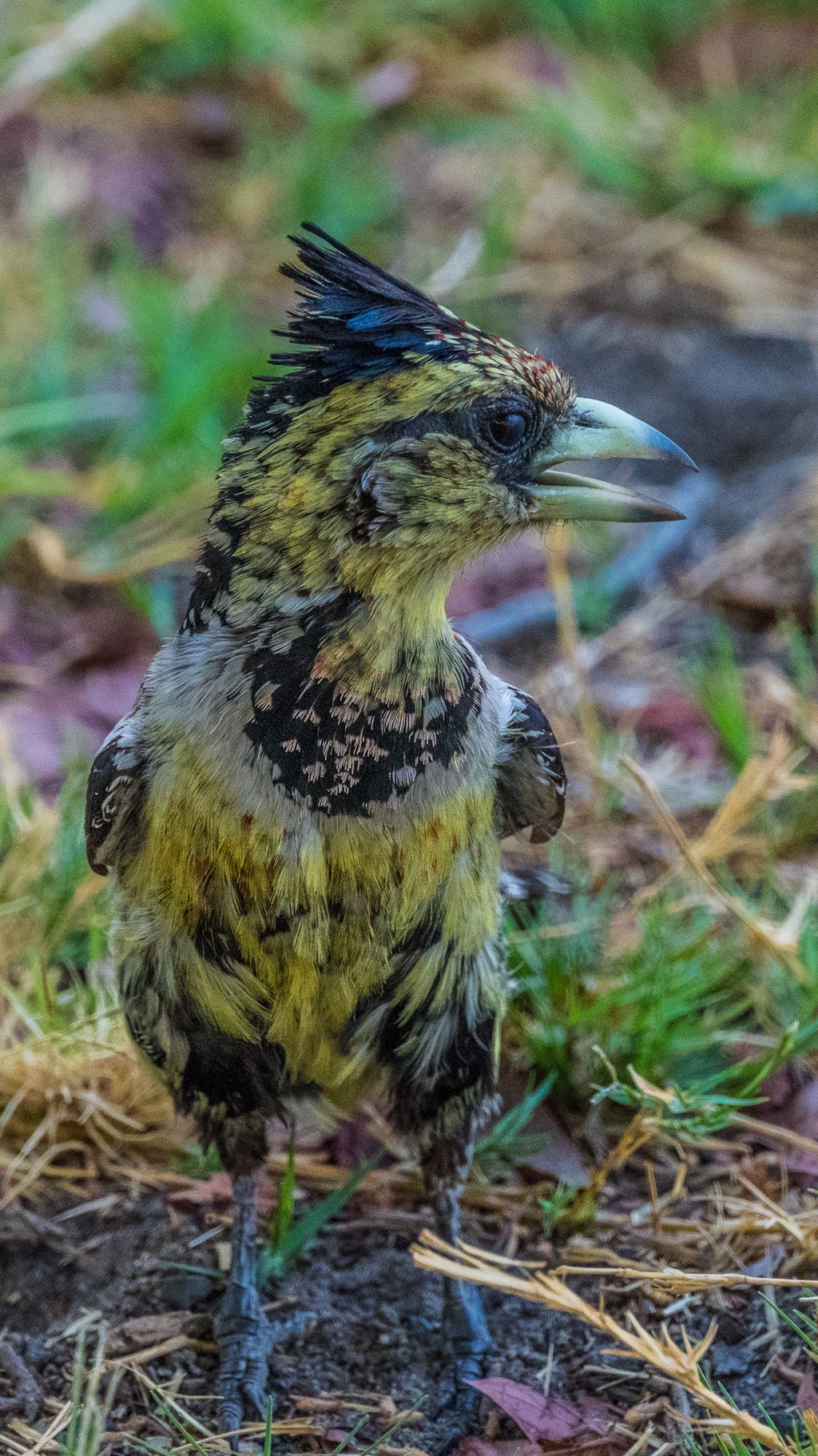 Haubenbartvogel