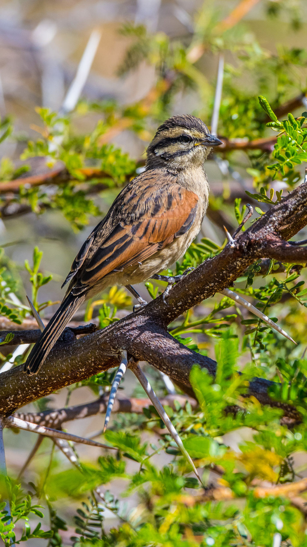 Kappammer (Emberiza capensis)