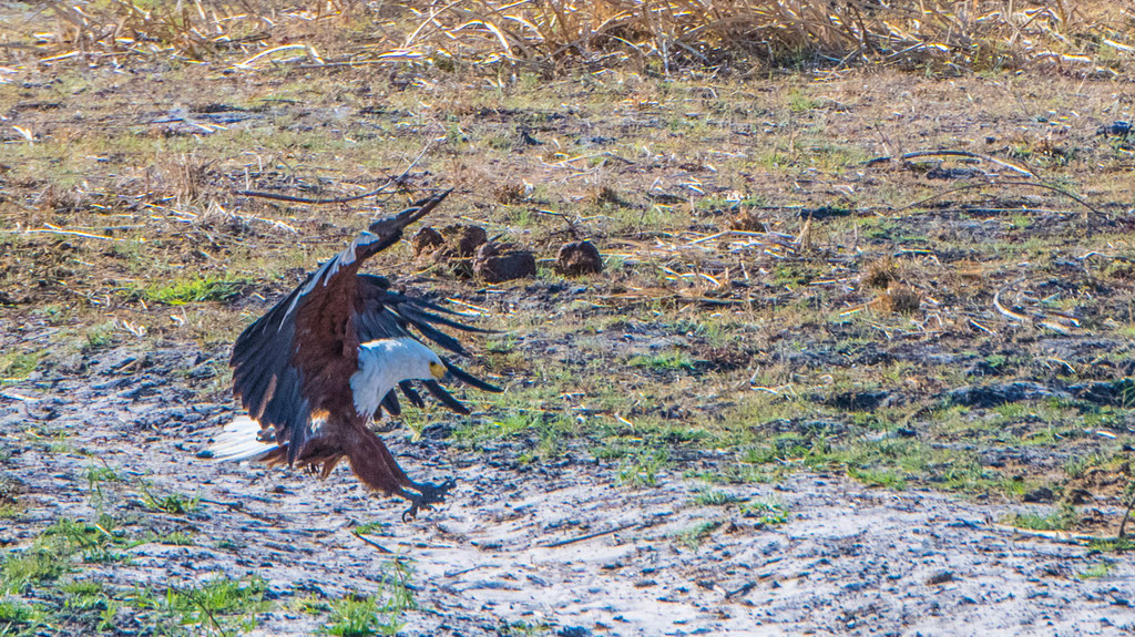 Schreiseeadler 