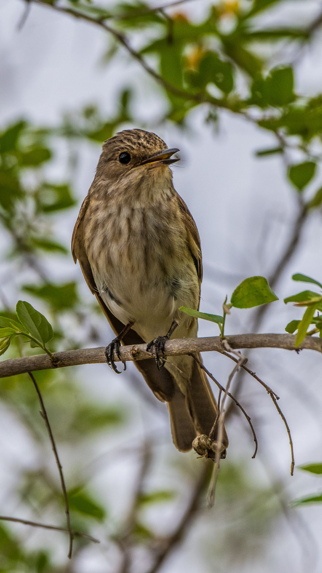 Grauschnäpper (Musicapa striata)