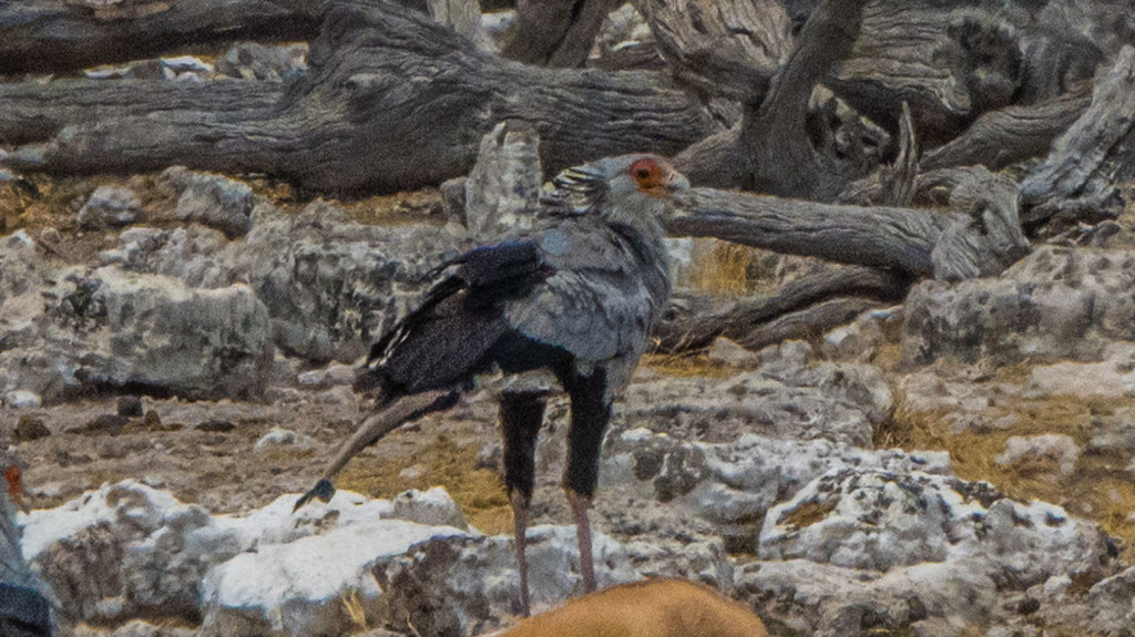 Sekretär (Sagittarius serpentarius)