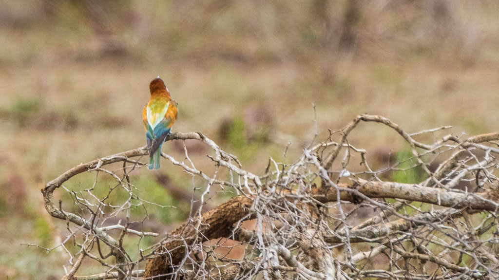 Bienenfresser (Merops apiaster)