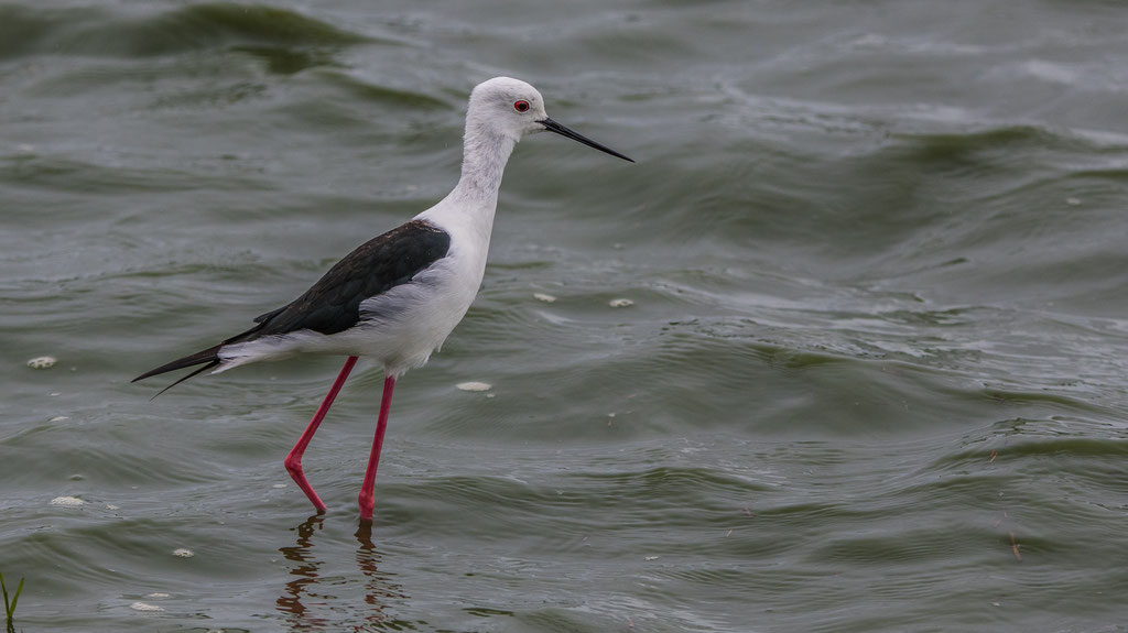 Stelzenläufer (Himantopus himantopus)