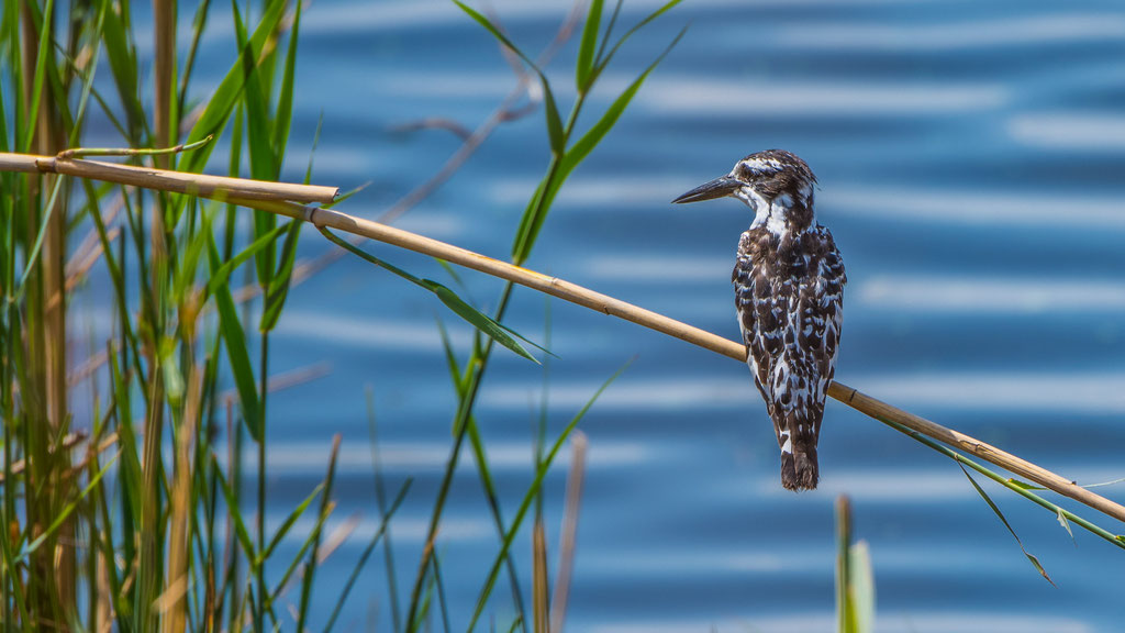 Graufischer (Ceryle rudis)