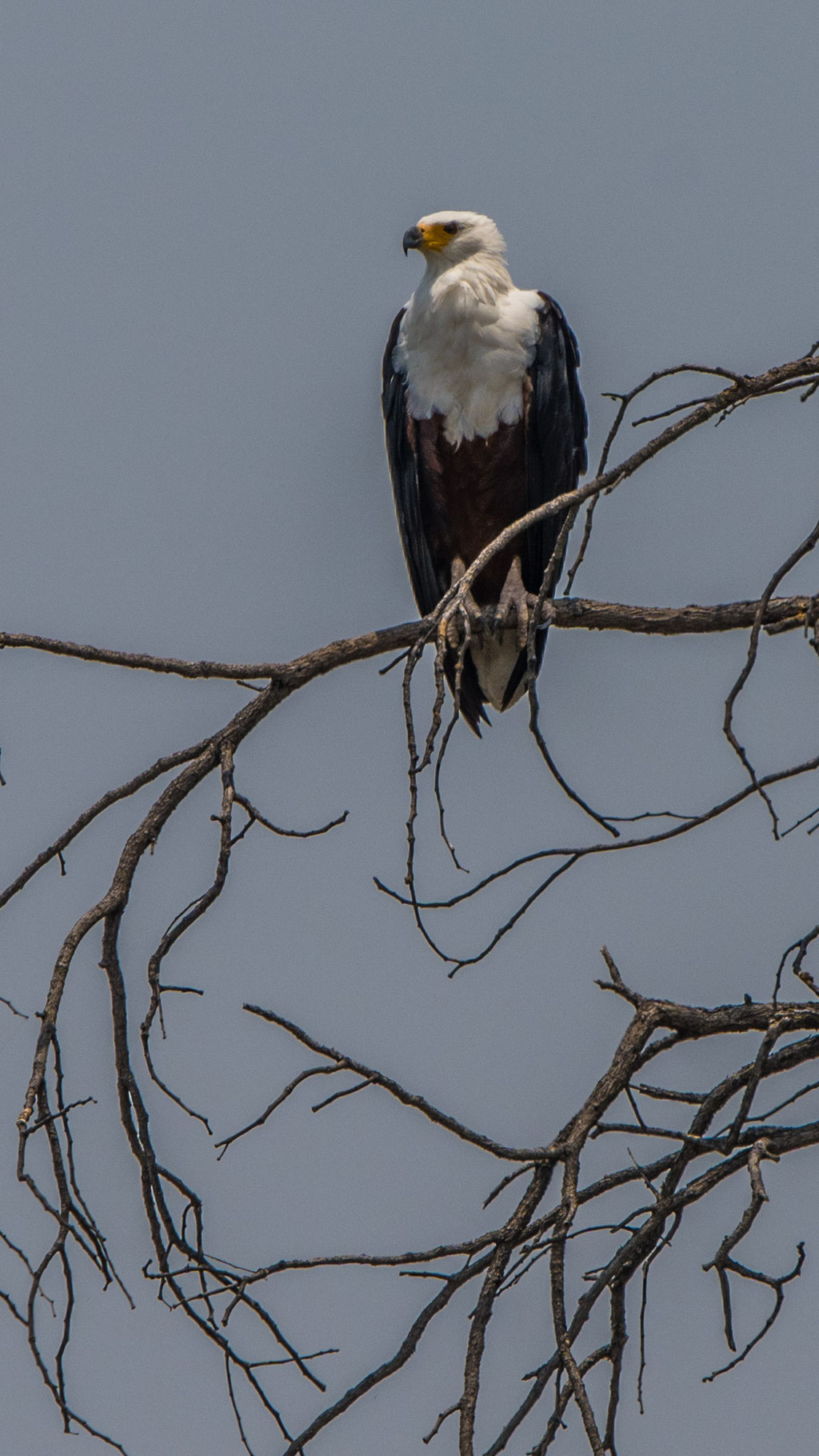 Schreiseeadler