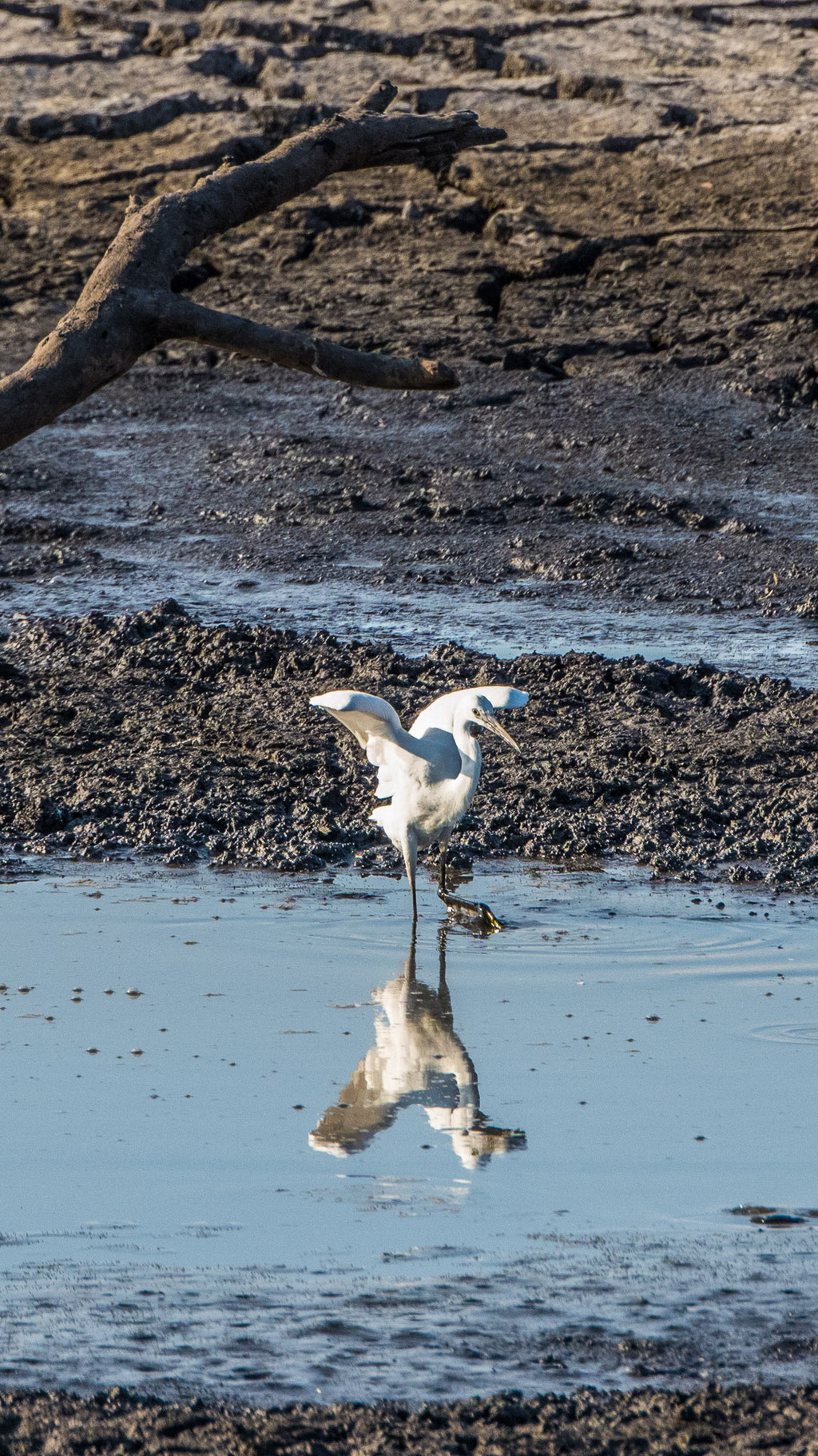 Seidenreiher (Egretta garzetta)
