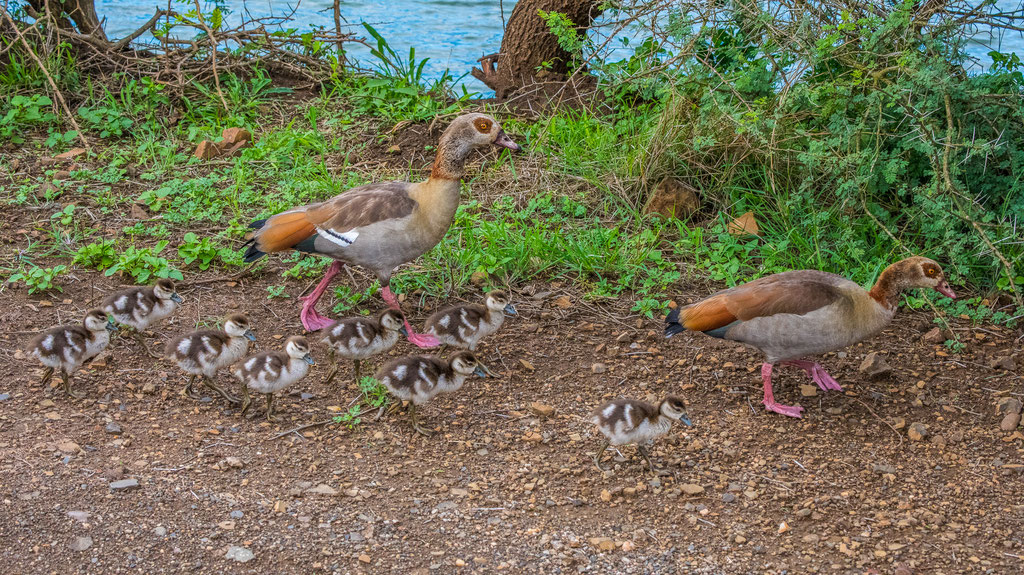 Nilgans