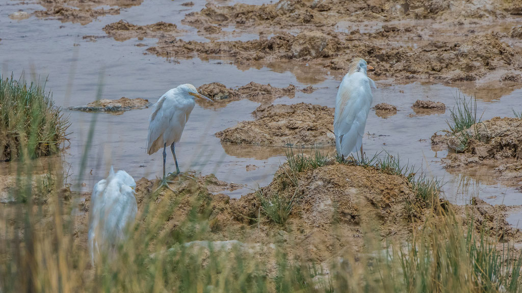 Kuhreiher (Ardea ibis)