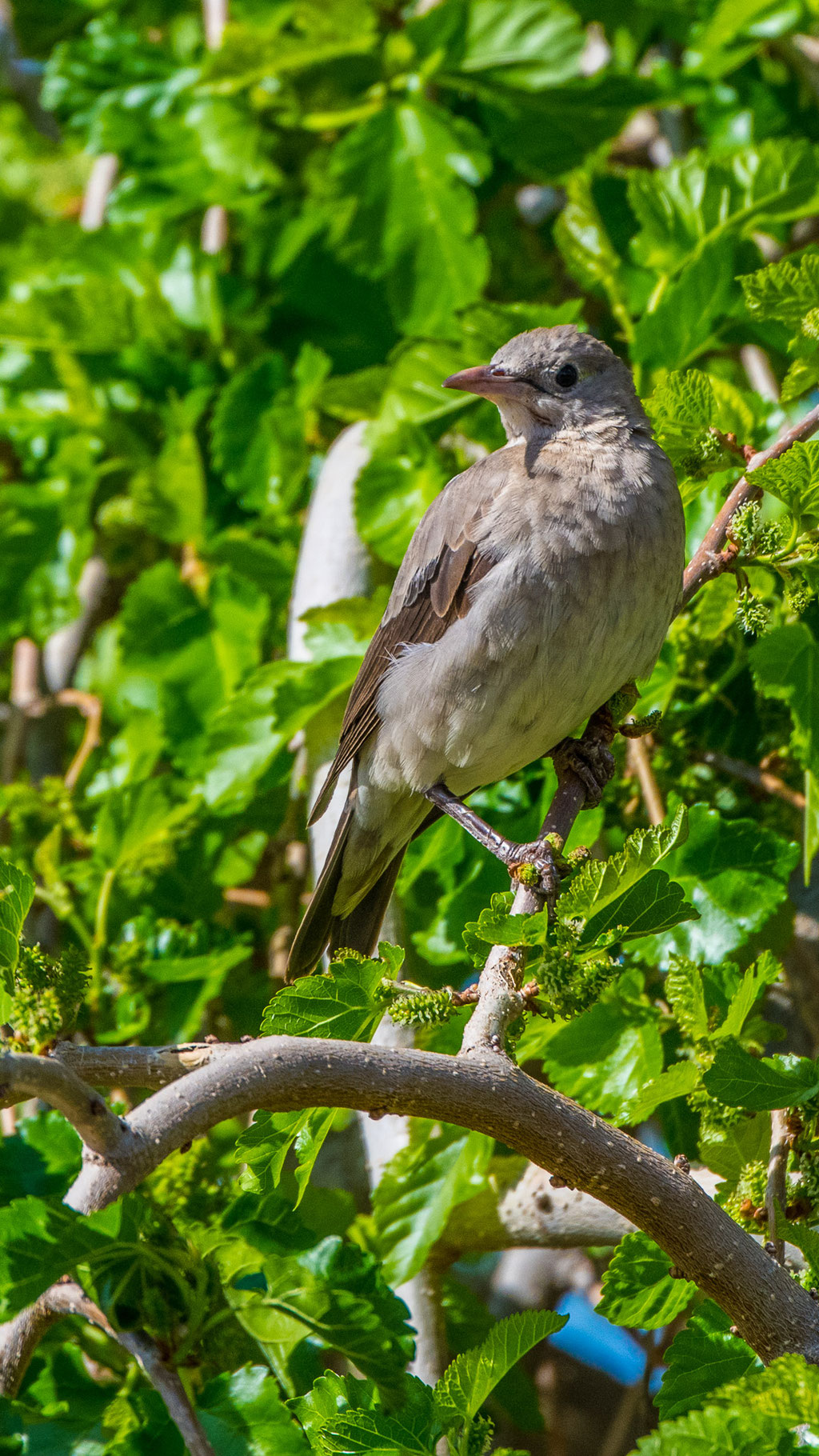 Graubülbül (Pycnonotus barbatus)