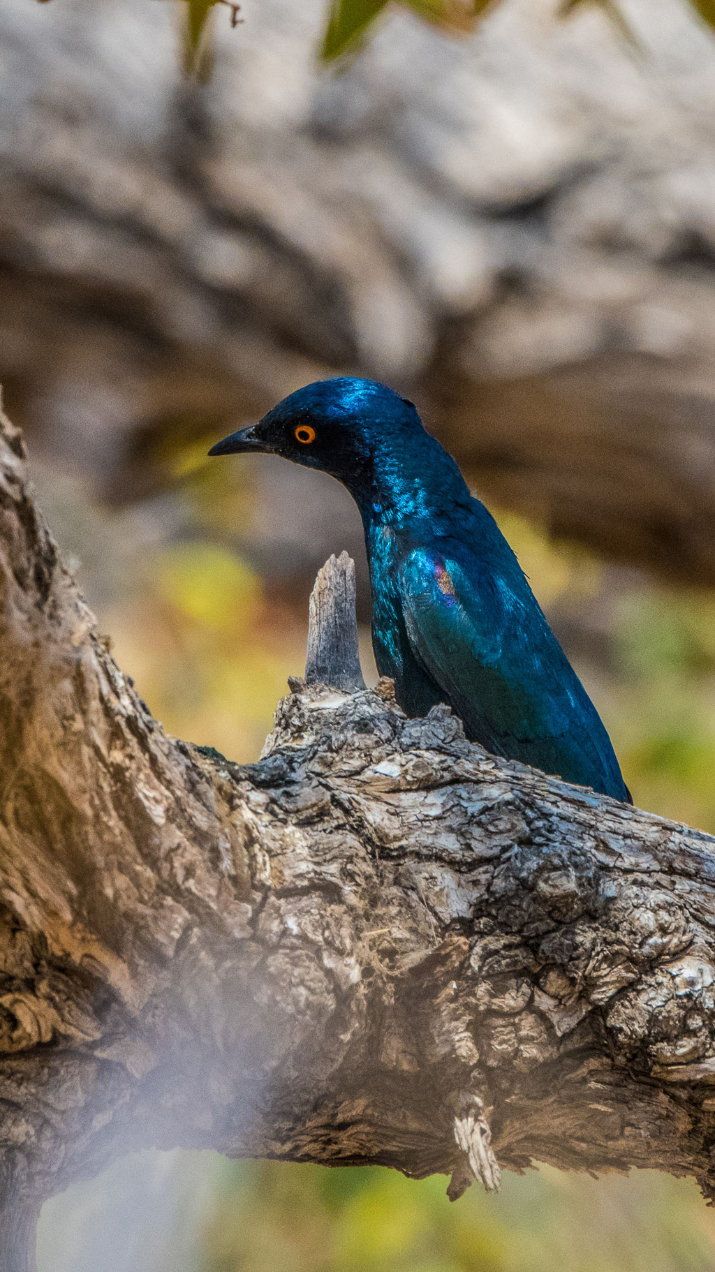 Rotschulter-Glanzstar (Lamprotornis nitens)