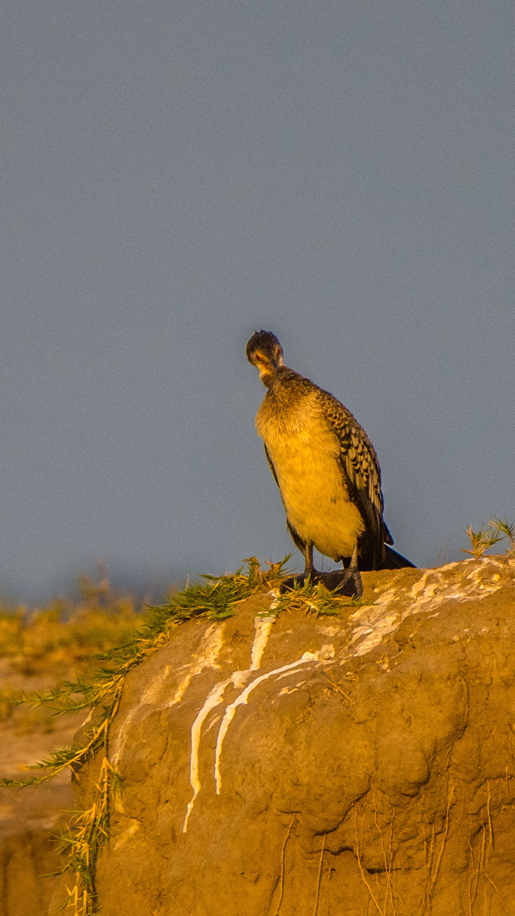 Kormoran