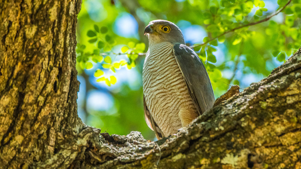 Afrikahabicht (Aerospiza tachiro)