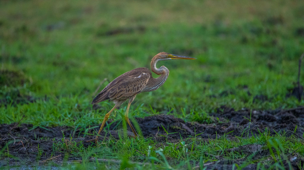 Purpurreiher (Ardea purpurea)