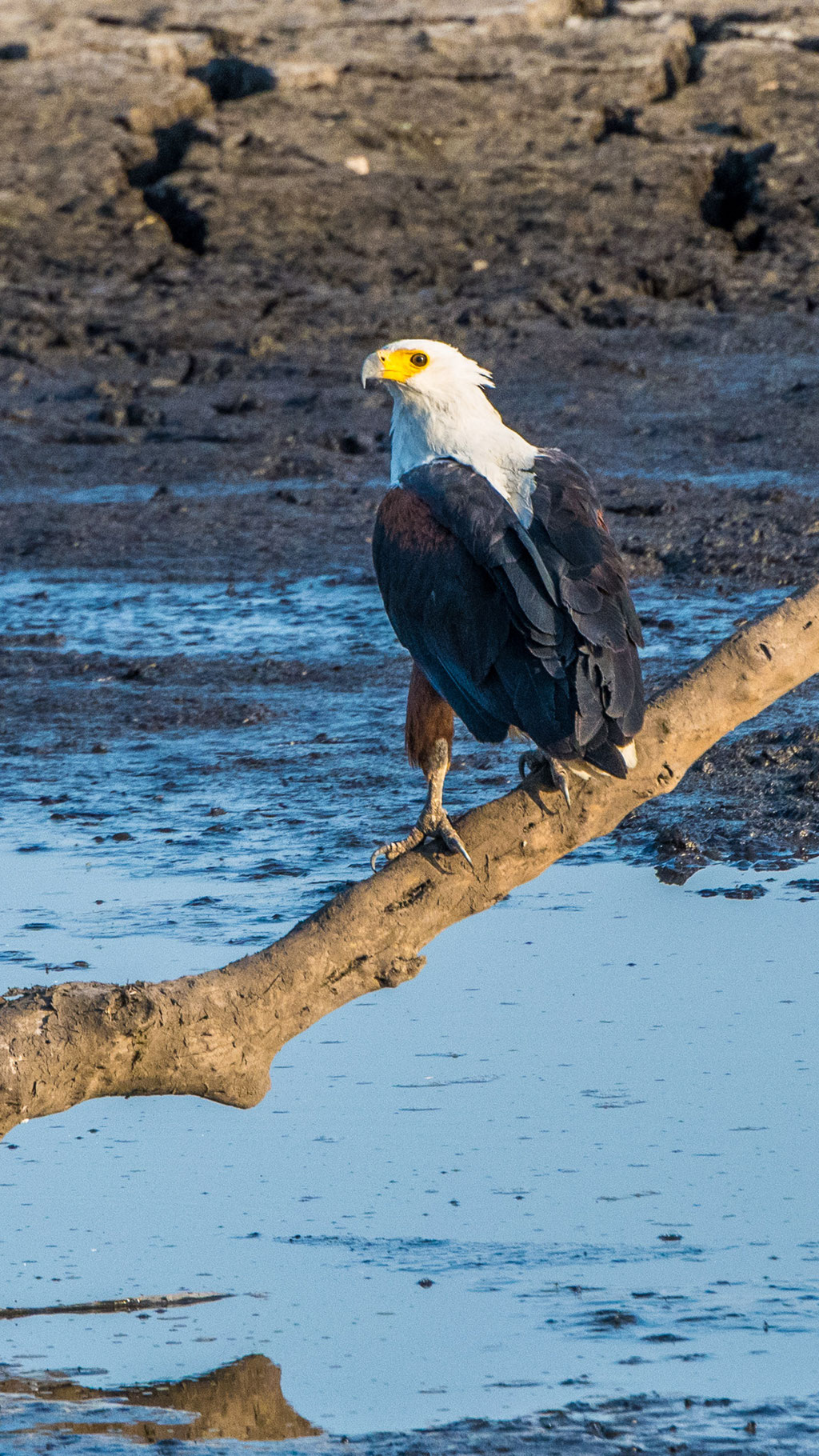 Schreiseeadler (Icthyophaga vocifer)