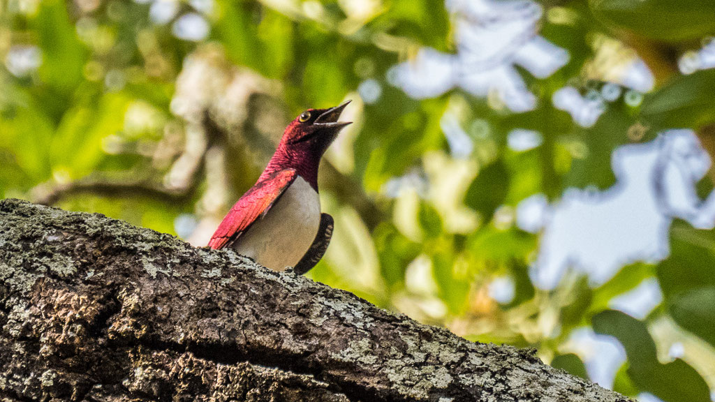Amethystglanzstar (Cinyricinclus leucogaster)