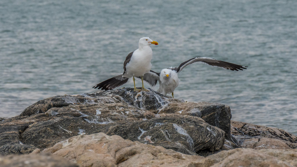 Dickschnabelmöwe (Larus pacificus)