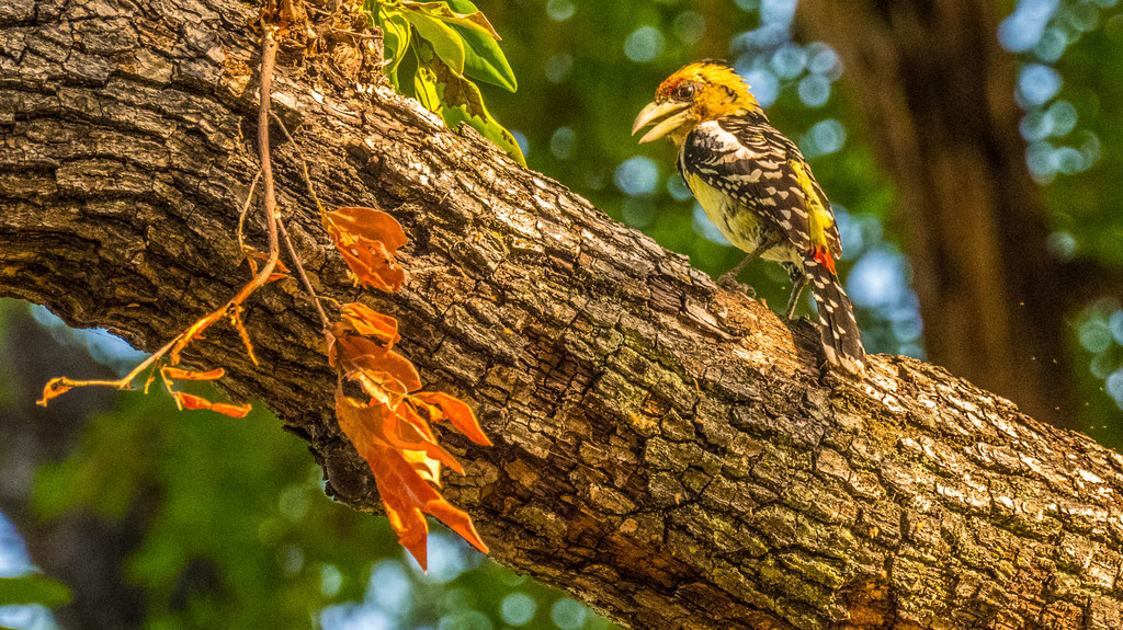 Haubenbartvogel 