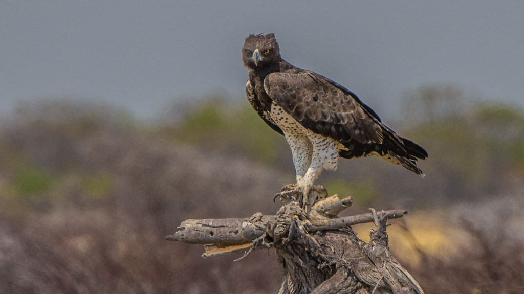 Kampfadler (Polemaetus bellicosus)